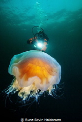 Diver and lions mane jelly by Rune Edvin Haldorsen 